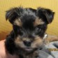 este es mi pequeño Zeus lo mas bonito para mi